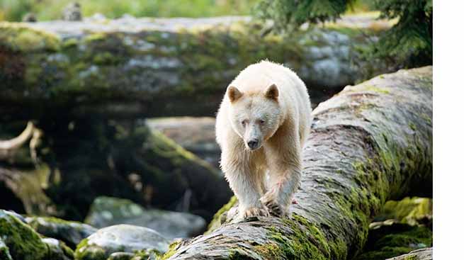 bear in canada